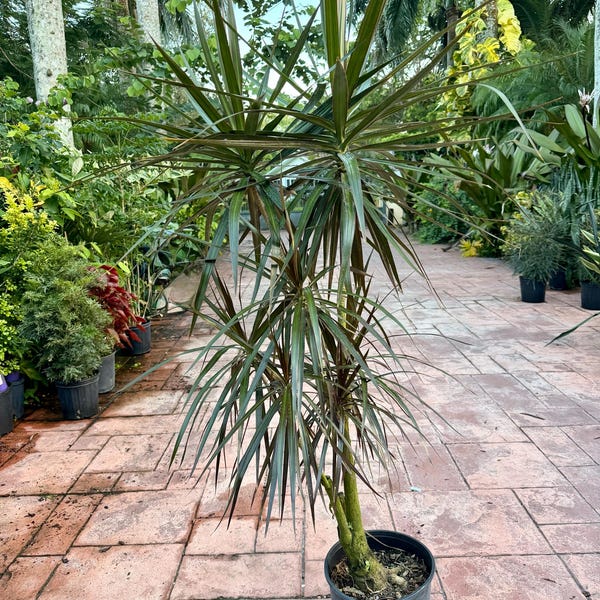 Dracaena Marginata wabi sabi free-form stump, 10” pot