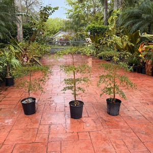 May include: Three young trees in black plastic pots stand on a red brick patio. The trees have slender trunks and sparse green foliage. The patio is surrounded by lush greenery, including palm trees and other tropical plants.