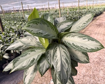 May include: Close-up of a Chinese Evergreen plant with large, oval-shaped leaves. The leaves are a mix of light green and silver with dark green edges and veins. The plant is in a greenhouse setting.