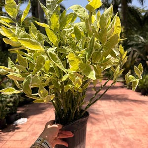 May include: A variegated plant with bright yellow and green leaves growing in a black plastic nursery pot. The plant features multiple upright stems with pointed foliage that displays a distinct color contrast between the light yellow edges and green centers.