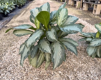May include: A close-up of a lush Aglaonema plant with large, variegated leaves. The leaves display a mix of silver, green, and white, creating a striking contrast. The plant is in a pot, ready for indoor or outdoor use. The plant is surrounded by small pebbles.
