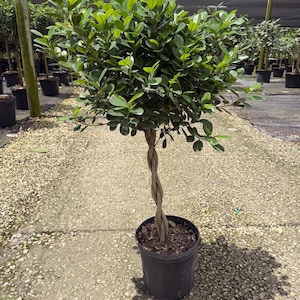 May include: A Ficus tree with a braided trunk planted in a black plastic nursery pot. The tree features a dense, rounded canopy of glossy, dark green oval leaves. The trunk consists of multiple stems twisted together into a single structure.
