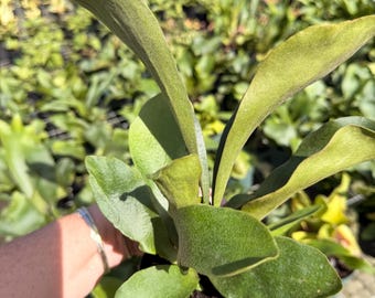 Staghorn fern, 4” pot
