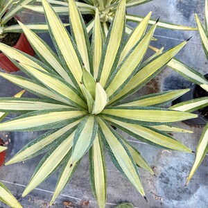 May include: Overhead view of several potted agave plants. The plants have long, pointed leaves with green and yellow stripes. The leaves radiate from a central point, creating a star-like pattern. The pots are various colors.