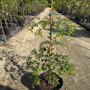 Shady Lady, Bucida, 10” pot 36” box