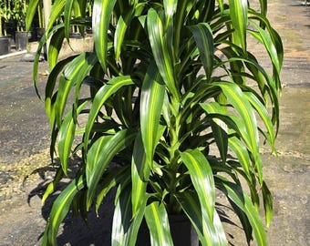 Dracaena Hawaiian Sunshine, 10 Pot Staggered - Etsy
