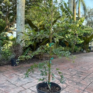 May include: A young tree in a black plastic pot, with green leaves and a wooden stake for support. The tree is outdoors on a brick patio, surrounded by lush greenery and palm trees. The tree is approximately 3 feet tall.