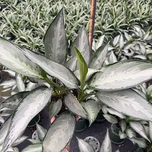 May include: Close-up of a potted Aglaonema plant with large, silvery-green leaves. The leaves have a striking pattern of light and dark green, with a prominent central vein. The plant is surrounded by other similar plants in a greenhouse setting.
