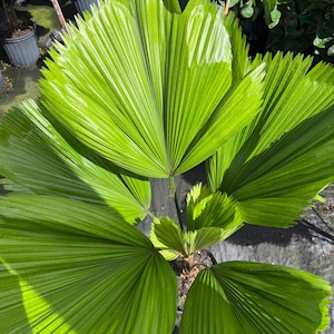 May include: A vibrant green fan palm plant featuring large, pleated, semi-circular leaves with serrated edges. The foliage displays a glossy texture with prominent parallel veins radiating from the base of each leaf segment, creating a fan-like structure.