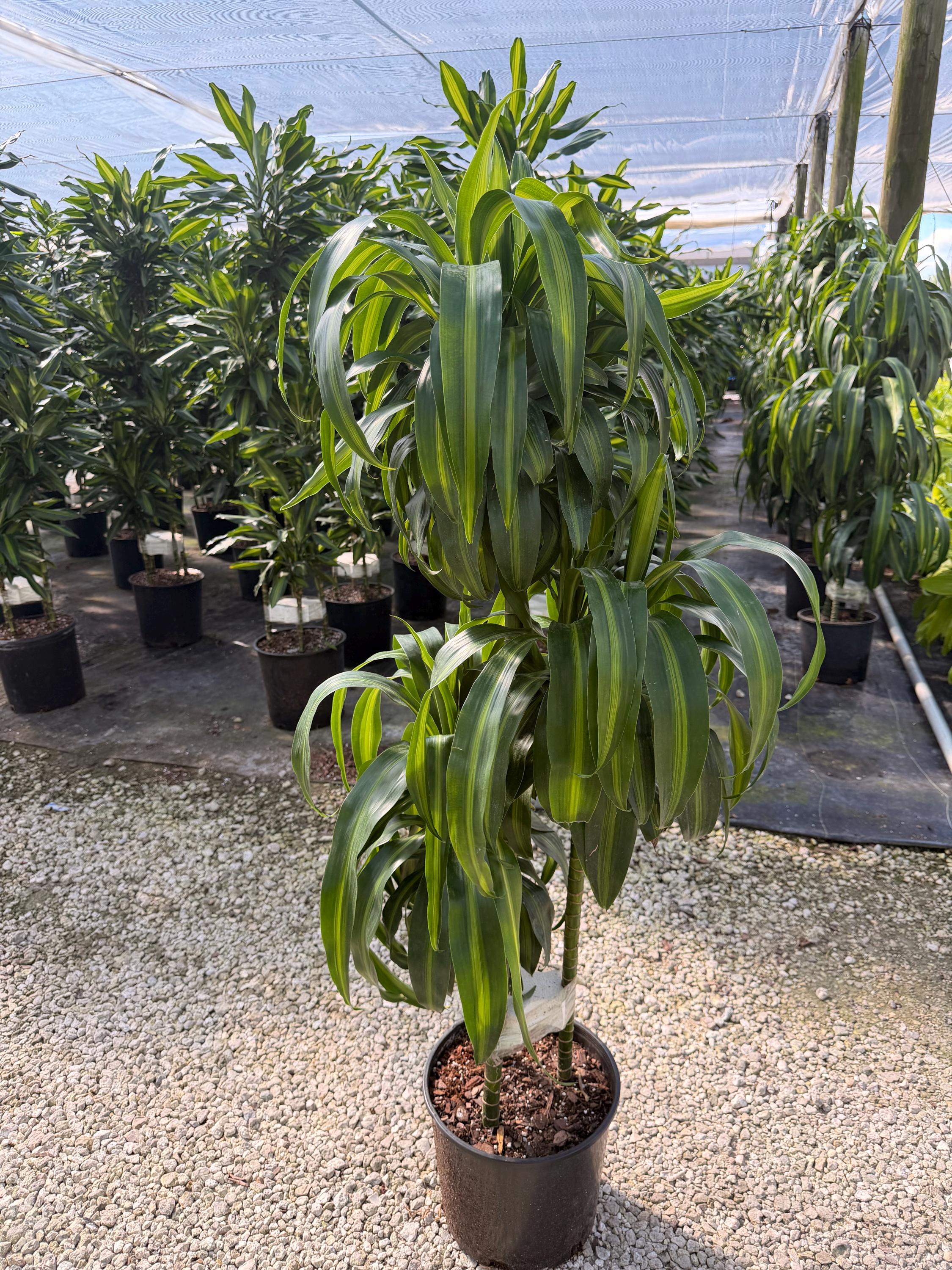 Dracaena Hawaiian Sunshine Cane, 10" Pot, Air Purifier Plant - Etsy