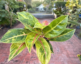 is calandiva an indoor or outdoor plant Calandiva Assortment main image 0