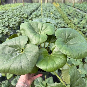 May include: A close-up of a potted plant with large, round, green leaves. The leaves have a textured surface and are arranged in a cluster. The plant is held in a person's hand, with other plants in the background.