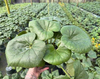 Farfugium, tractor seat plant, 6” pot