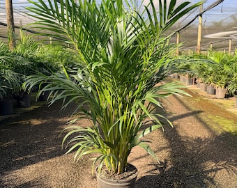 house plant stand 63