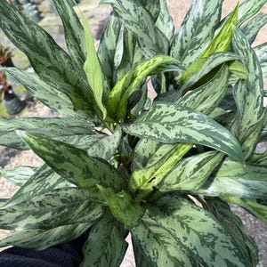 May include: A close-up of a lush, leafy plant with long, pointed leaves. The leaves display a mix of light and dark green hues with a speckled pattern. The plant appears healthy and vibrant, suggesting it is well-cared for. The image is taken in natural light.