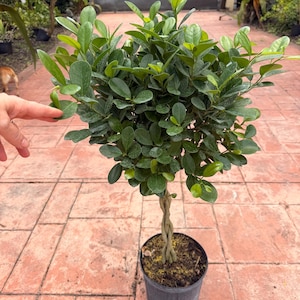 May include: A small, potted bonsai tree with a braided trunk and a rounded crown of vibrant green leaves. The tree is in a black plastic pot, set on a brick patio. The leaves are a mix of light and dark green.