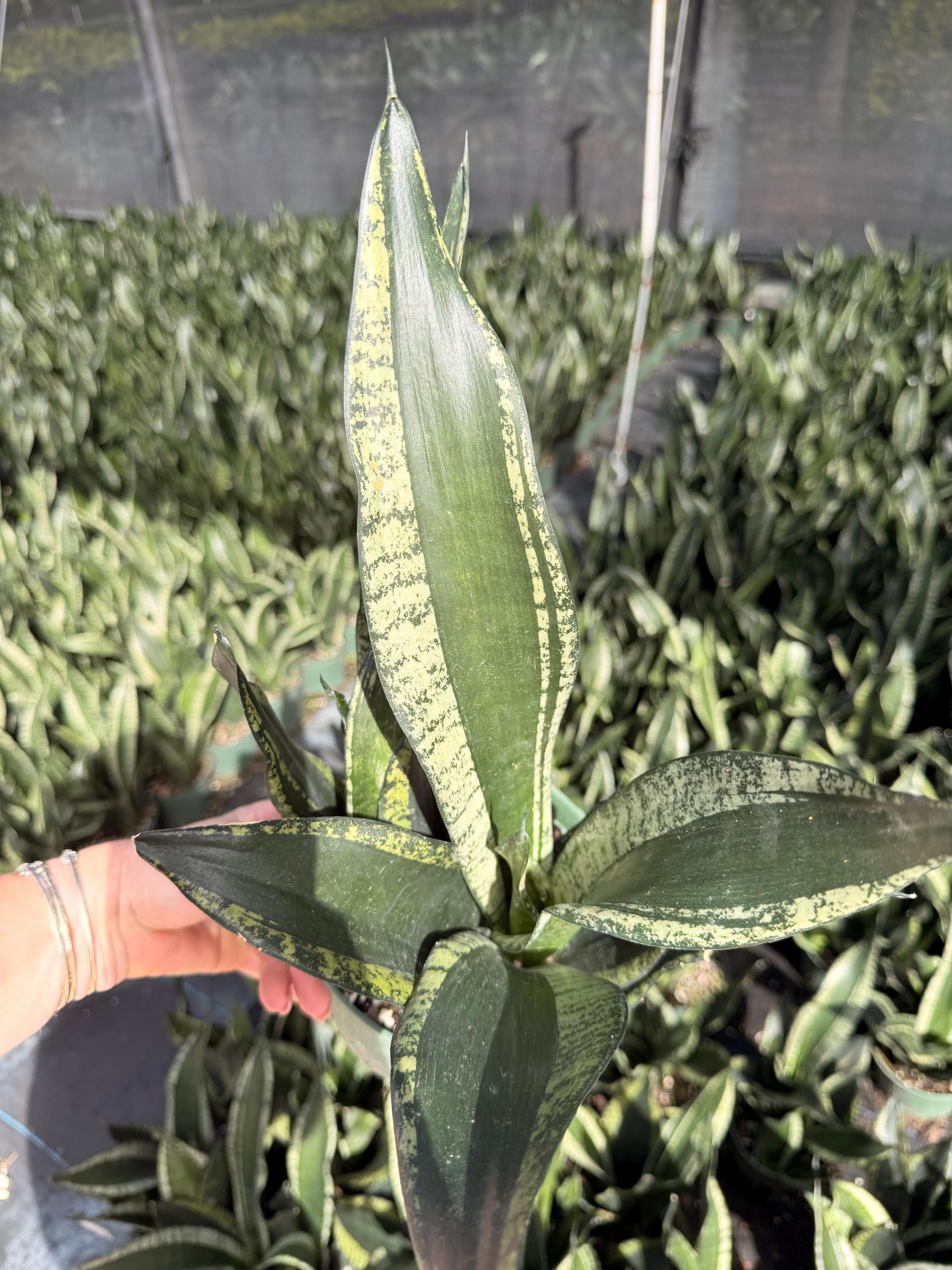 Sansevieria Whitney, Sansevieria Silver Flame, - Etsy