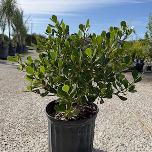 May include: A small, leafy green plant in a black plastic pot. The plant has rounded, glossy leaves and is set against a backdrop of a blue sky and other plants. The pot is approximately 8 inches in diameter.