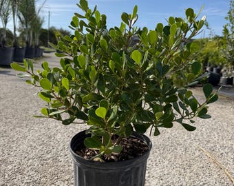 Dwarf Clusia rosea, 10 pot Good for bonsai