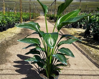 May include: A potted Bird of Paradise plant with large, vibrant green leaves. The plant is in a black plastic pot, set against a background of a greenhouse with a concrete pathway and a cloudy sky.