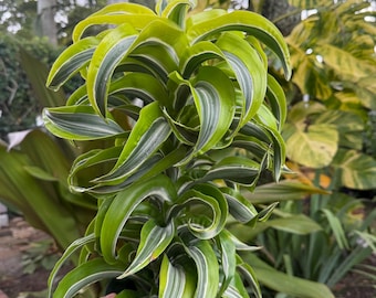 Dracaena Lemon Surprise - 4'' From Philo Tropicals - Etsy