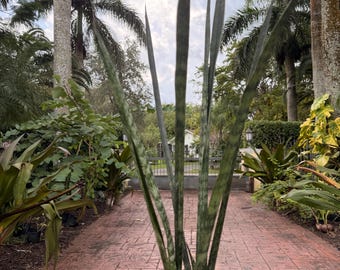 Sansevieria Snakeskin, 6” pot