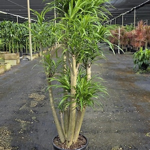 Może przedstawiać: Wysoka, zielona roślina Dracaena w czarnej plastikowej doniczce. Roślina ma wiele pni i długie, smukłe, zielone liście. Inne rośliny są widoczne w tle, pod czarną tkaniną zacieniającą.