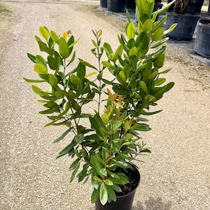 May include: A potted plant with multiple upright stems and glossy, oval-shaped green leaves. Some of the new growth at the tips of the branches displays a reddish-orange tint. The plant is contained in a black plastic nursery pot with soil.