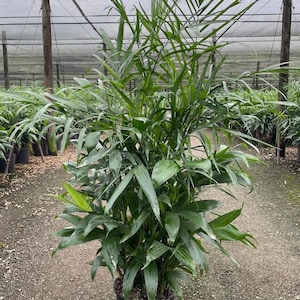 May include: A lush green parlor palm plant in a black plastic pot. The plant has long, slender leaves and is displayed in a greenhouse setting. The background shows other plants and a shaded structure.
