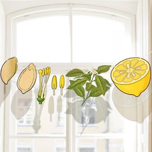 Peut inclure: Une guirlande décorative composée d'une série d'illustrations botaniques suspendues à une ficelle, comprenant deux graines brun clair, des étamines jaunes, une branche verte feuillue avec de petites fleurs blanches et un demi-citron jaune vif.
