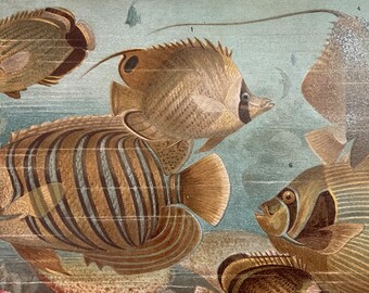 Vintage print of Fish