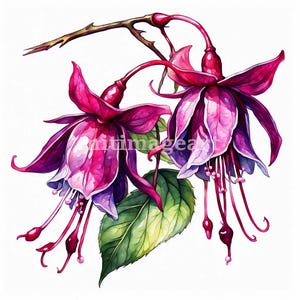 6 High Quality Designs of Fuchsias Clip Art 6 JPGs - Digital Print, Watercolor, Wall Art, Commercial Use - Digital Download