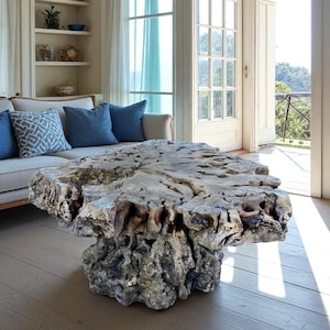 May include: A large, weathered tree trunk coffee table with a natural, irregular shape. The table is light grey and shows the wood grain. It is in a bright living room with a cream sofa and blue cushions. The table is approximately 150 cm in length.