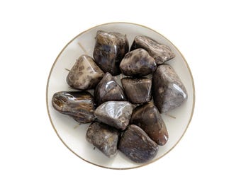 Fossil Palm Wood Tumblestone (Palmoxylon) - Stabilizing Emotions & Protection Crystal