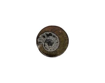 Ammonite Fossil Fully Polished - Shelled Cephalopod