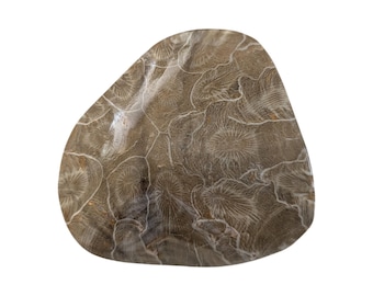 Colonial Rugose Polished Coral Head - Phillipsastrea - Assa Zag/W. Sahara