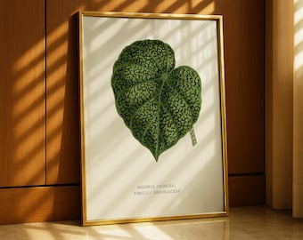Begonia Art Print, Flowers Illustration, House Plant Art, Green