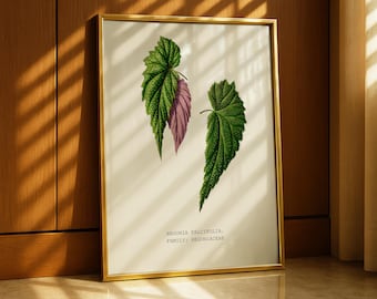 Begonia Falcifolia Wall Art, Vintage Botanical Leaf Print, Pink and Green Leaf Illustration, Tropical Plant Artwork