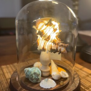 May include: A glass dome with a wooden base containing a seashell lamp with a light inside. The dome also contains other seashells, including a green one, a white one, and a yellow one.