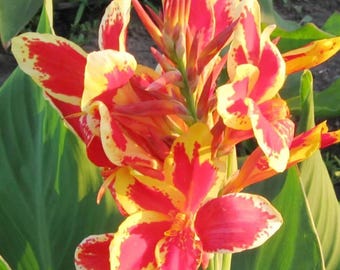 Canna Lily "Lucifer"  1 Large Rhizome Canna Lily Plant