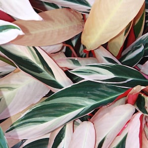 May include: A Stromanthe triostar plant featuring elongated, lance-shaped leaves with a variegated pattern of deep forest green, creamy white, and vibrant pink. The undersides of the foliage display a solid, saturated magenta-red coloration.