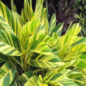 May include: A close-up of a variegated ginger plant with green and yellow striped leaves.