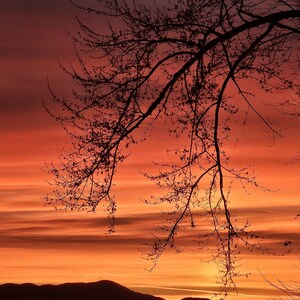 Silhouette Trees
