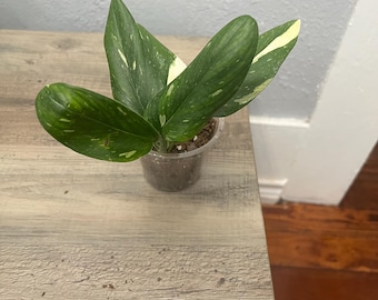 Monstera Standleyana Variegated – Rare Live Plant | 4” Pot | Easy Indoor Tropical Aroid | Collector Plant | Fast Shipping
