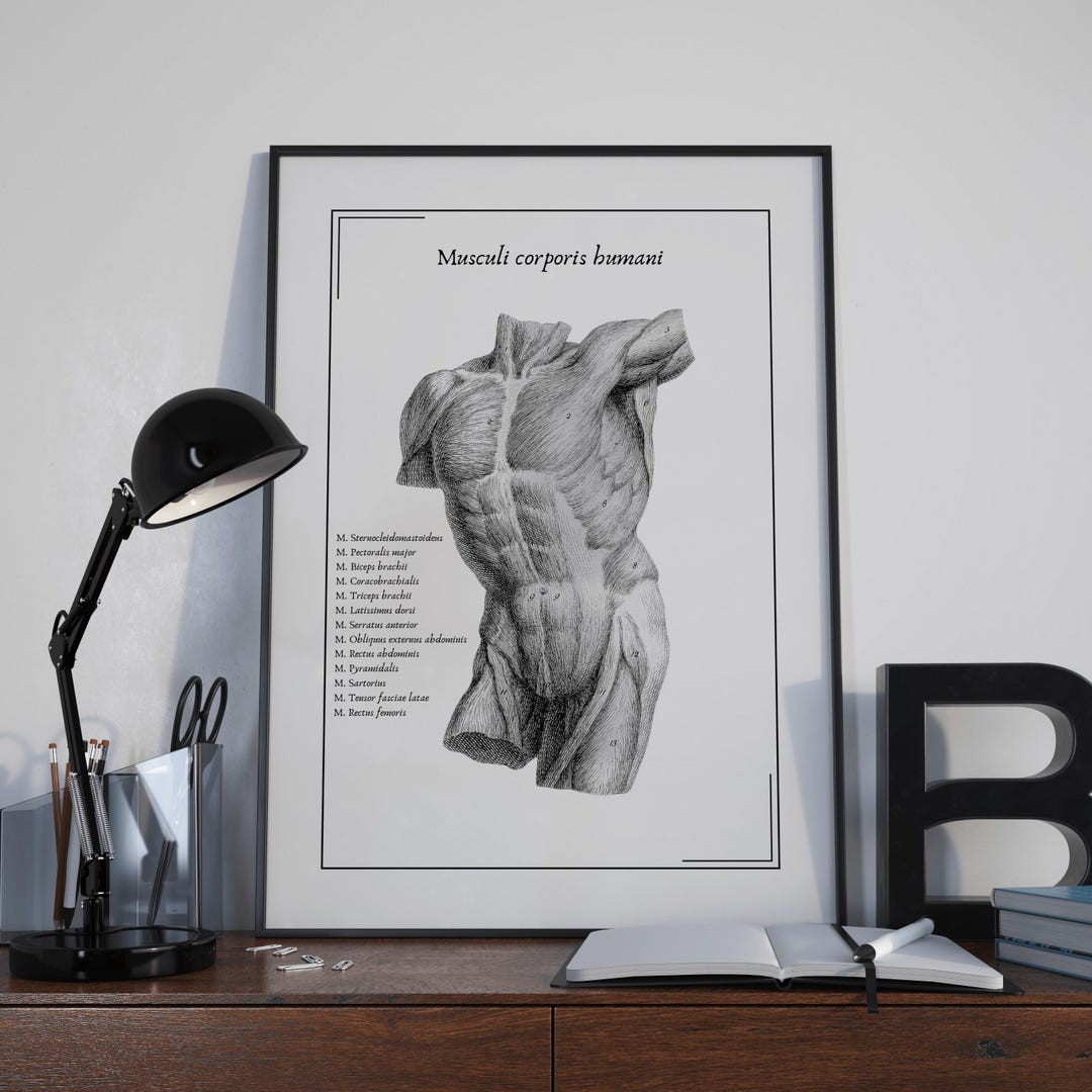 Human Muscular System Poster – Vintage Anatomy Print by William ...
