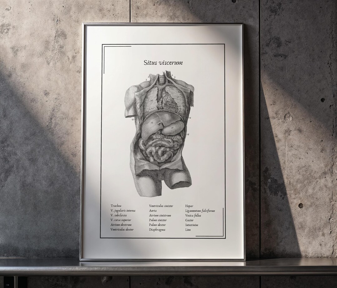 Human Torso Anatomy Poster | Vintage Labeled Organs Illustration 1730 ...