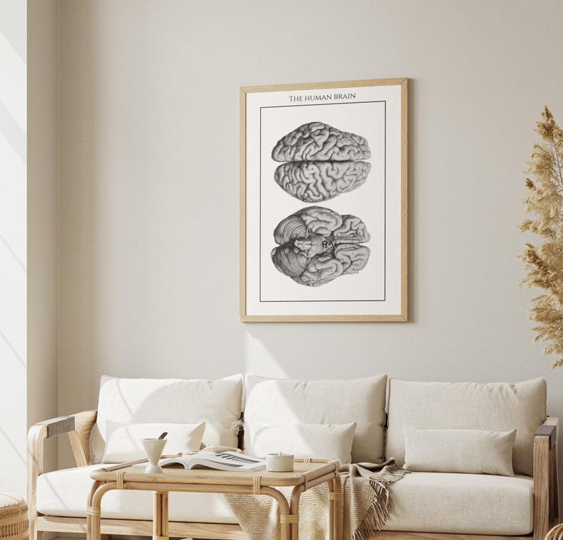 The Human Brain – Vintage Anatomical Illustration | Medical Wall Art ...