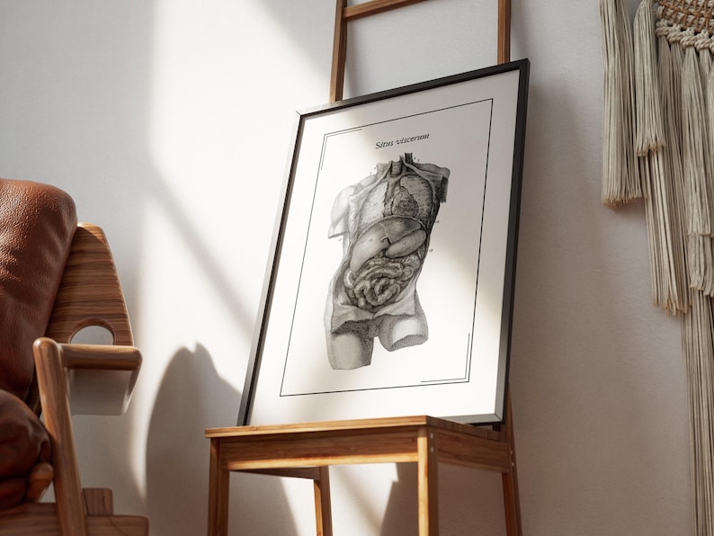 Human Torso Anatomy Poster | Vintage Labeled Organs Illustration 1730 ...