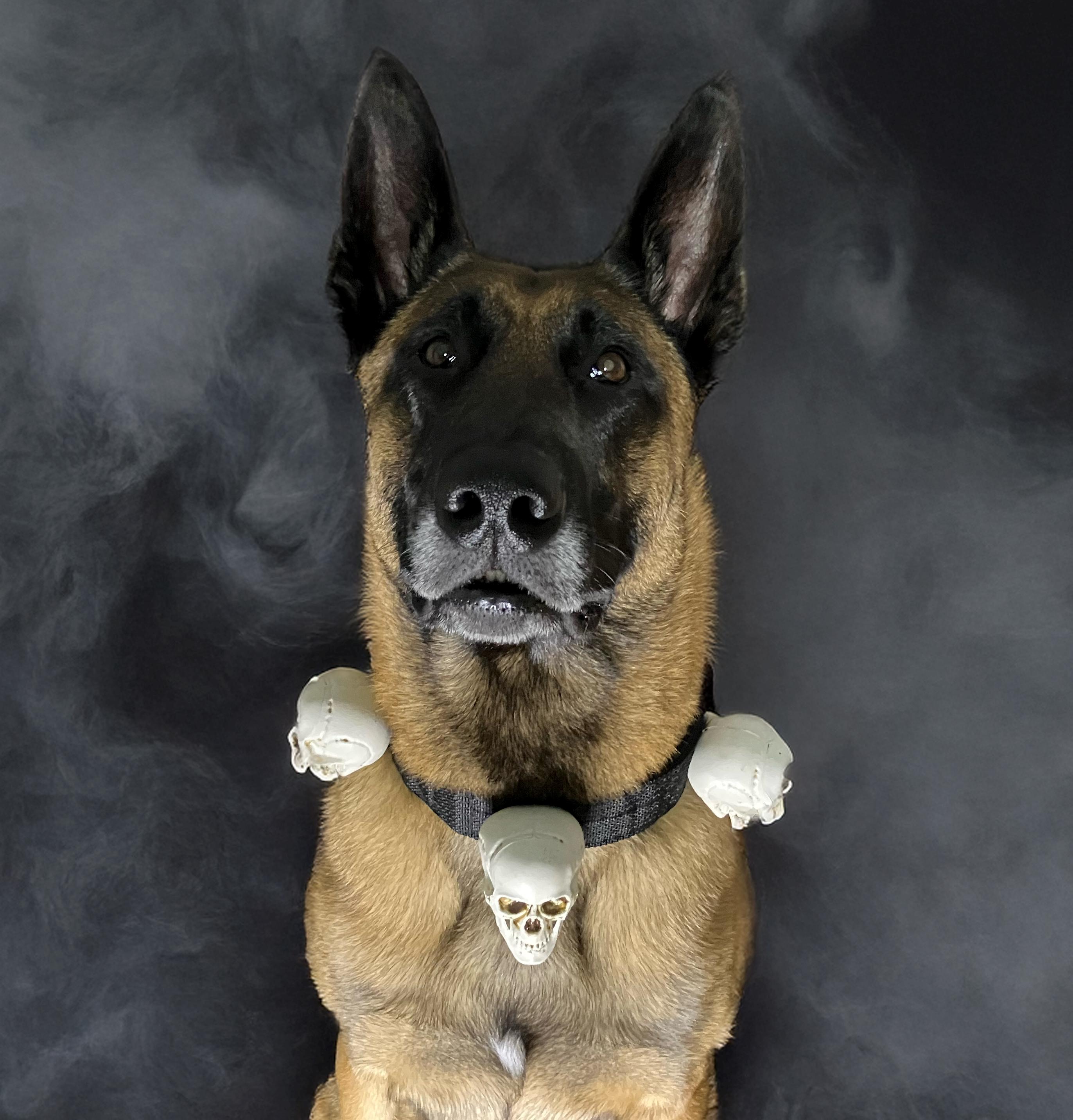 Gothic Skull Fascinator & Matching Dog Collar Halloween  display picture 3