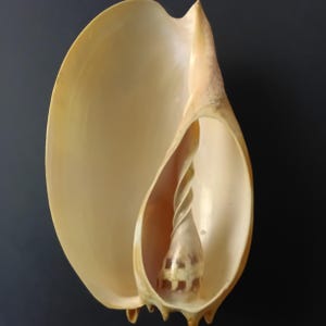 Vintage sea shell trinket dish